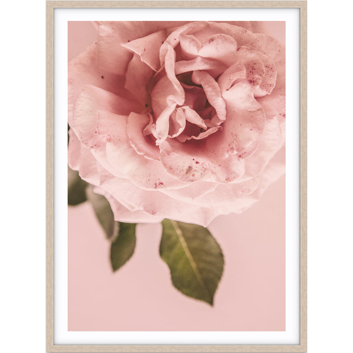 Pink Rose