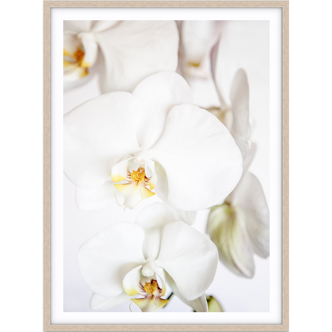 Orchid II