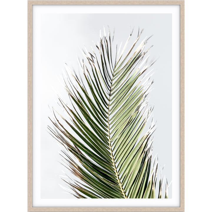 Palm II