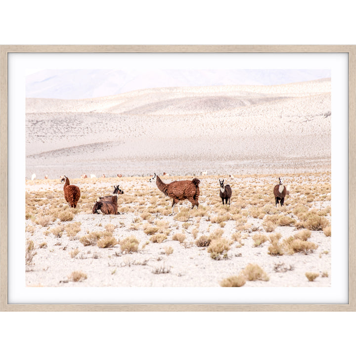 Llamas - Bolivia