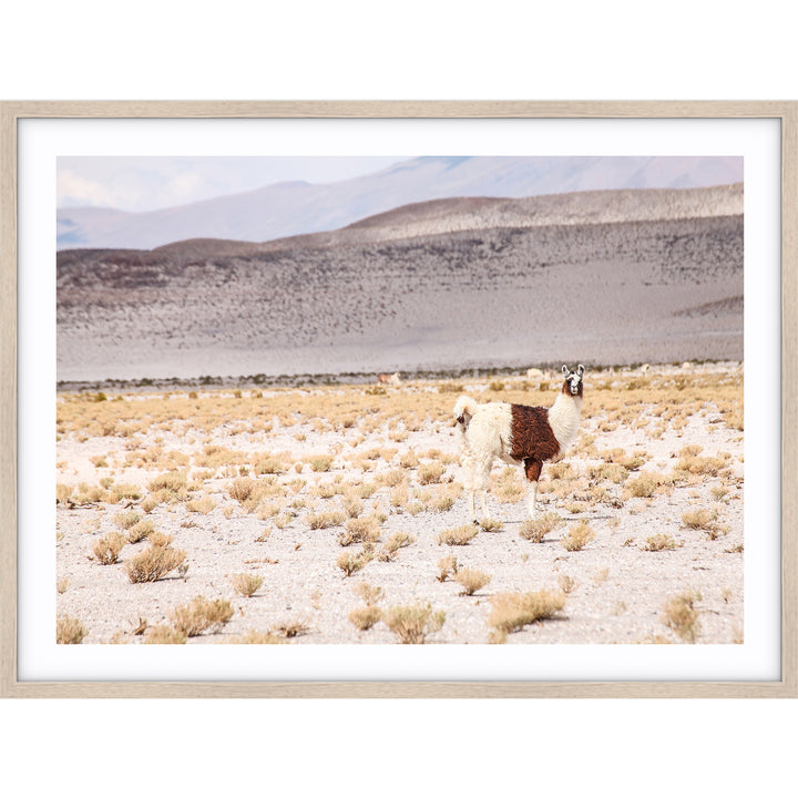 Desert I - Bolivia
