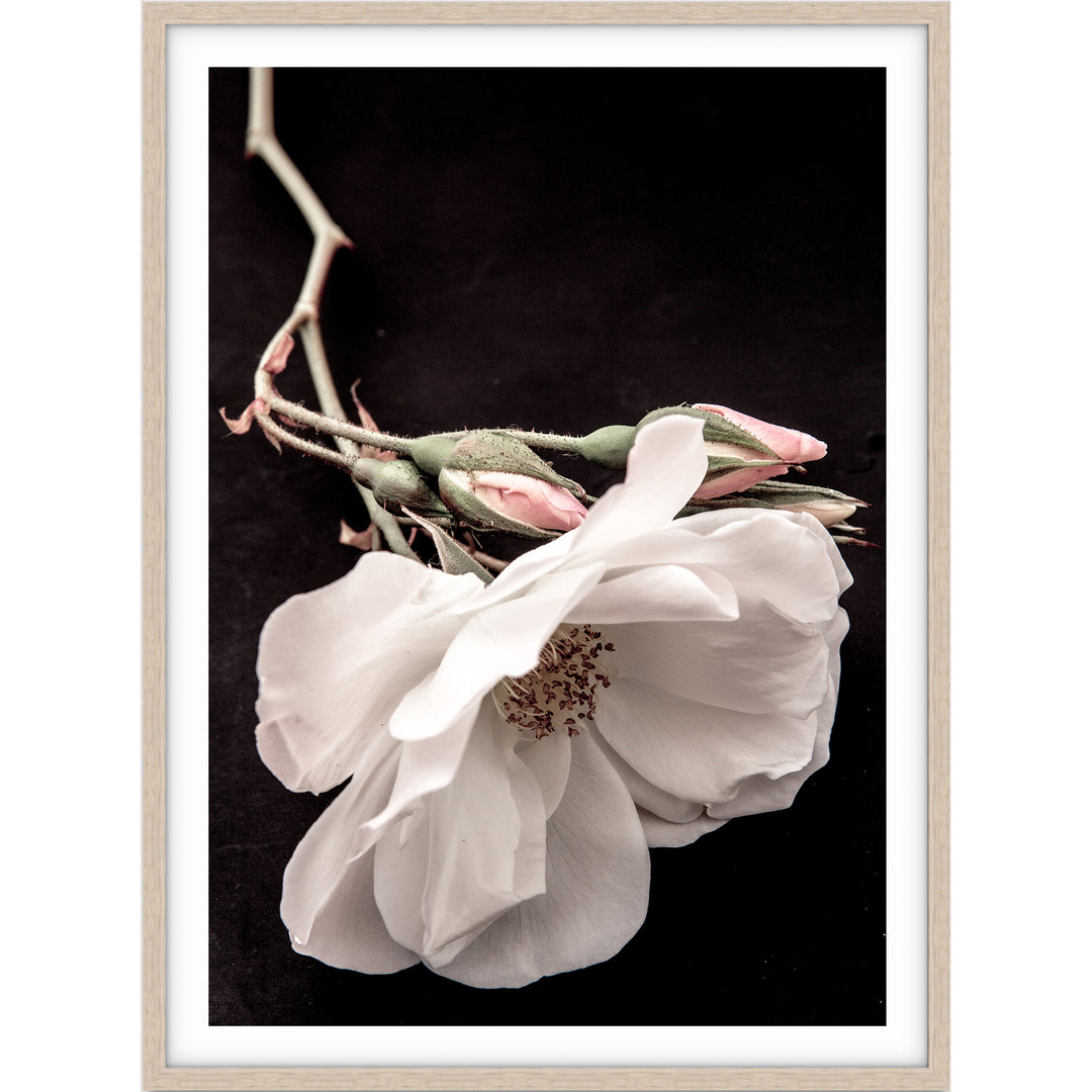 White Rose I