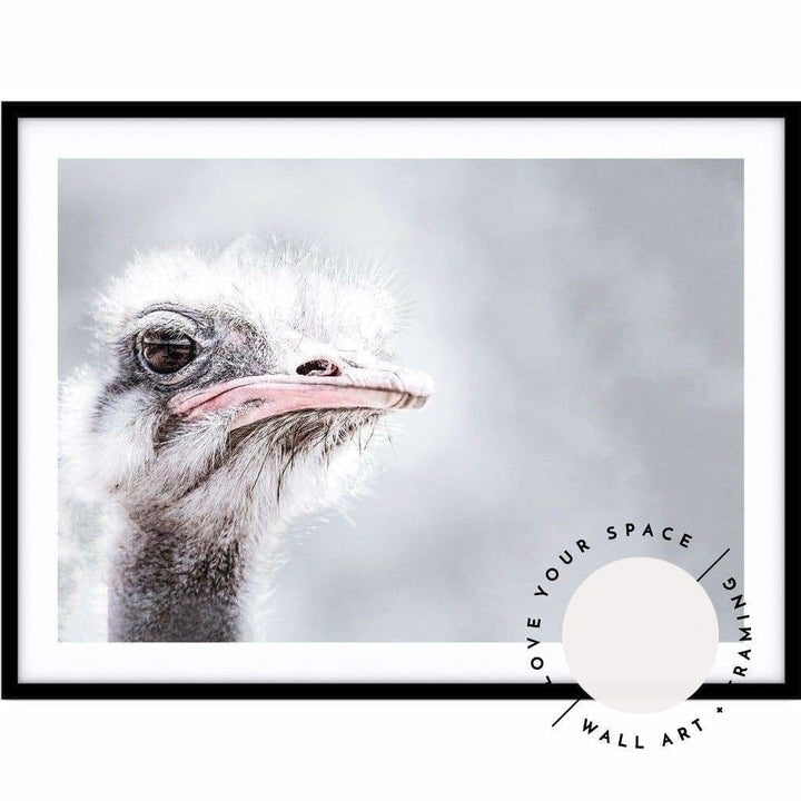 Ostrich - Love Your Space