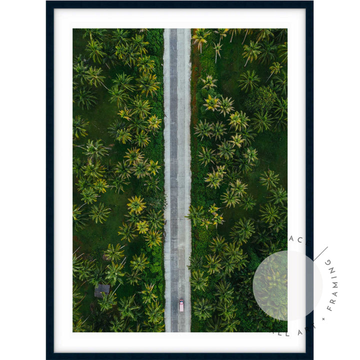 Palms From Above - Hawaii