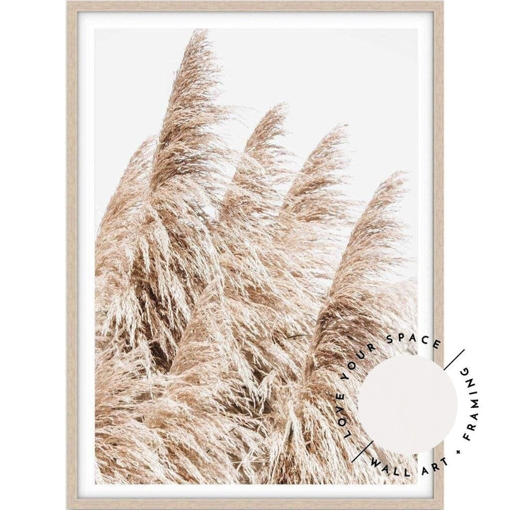 Pampas Grass no.3 - Love Your Space