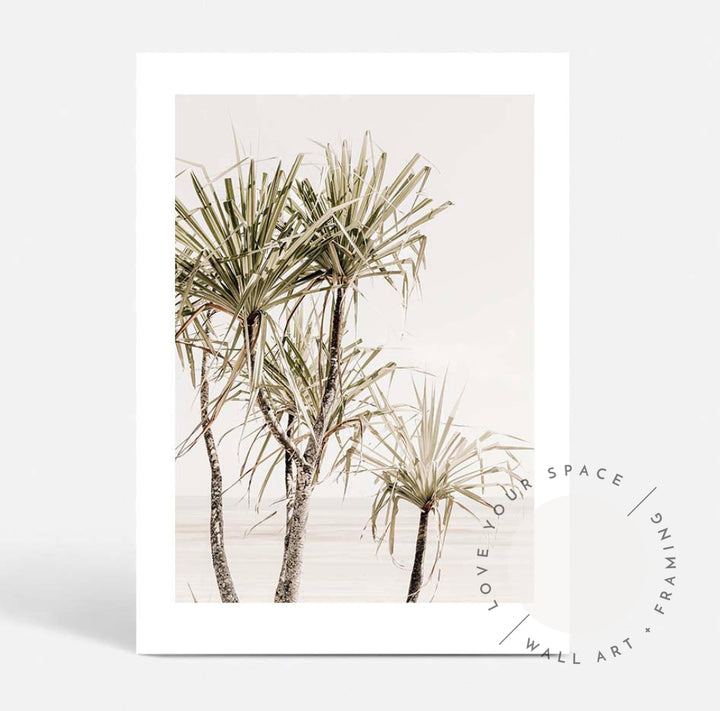 Pandanus Trees I