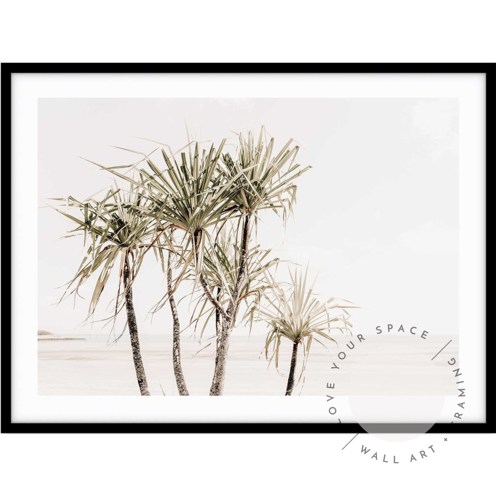 Pandanus Trees II