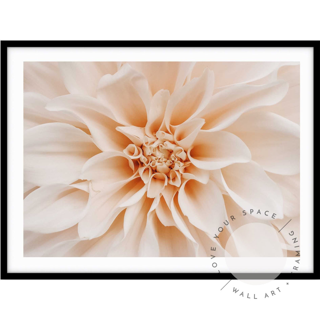 Peach Dahlia