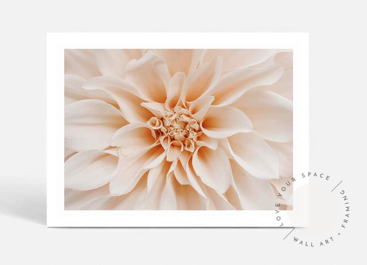 Peach Dahlia