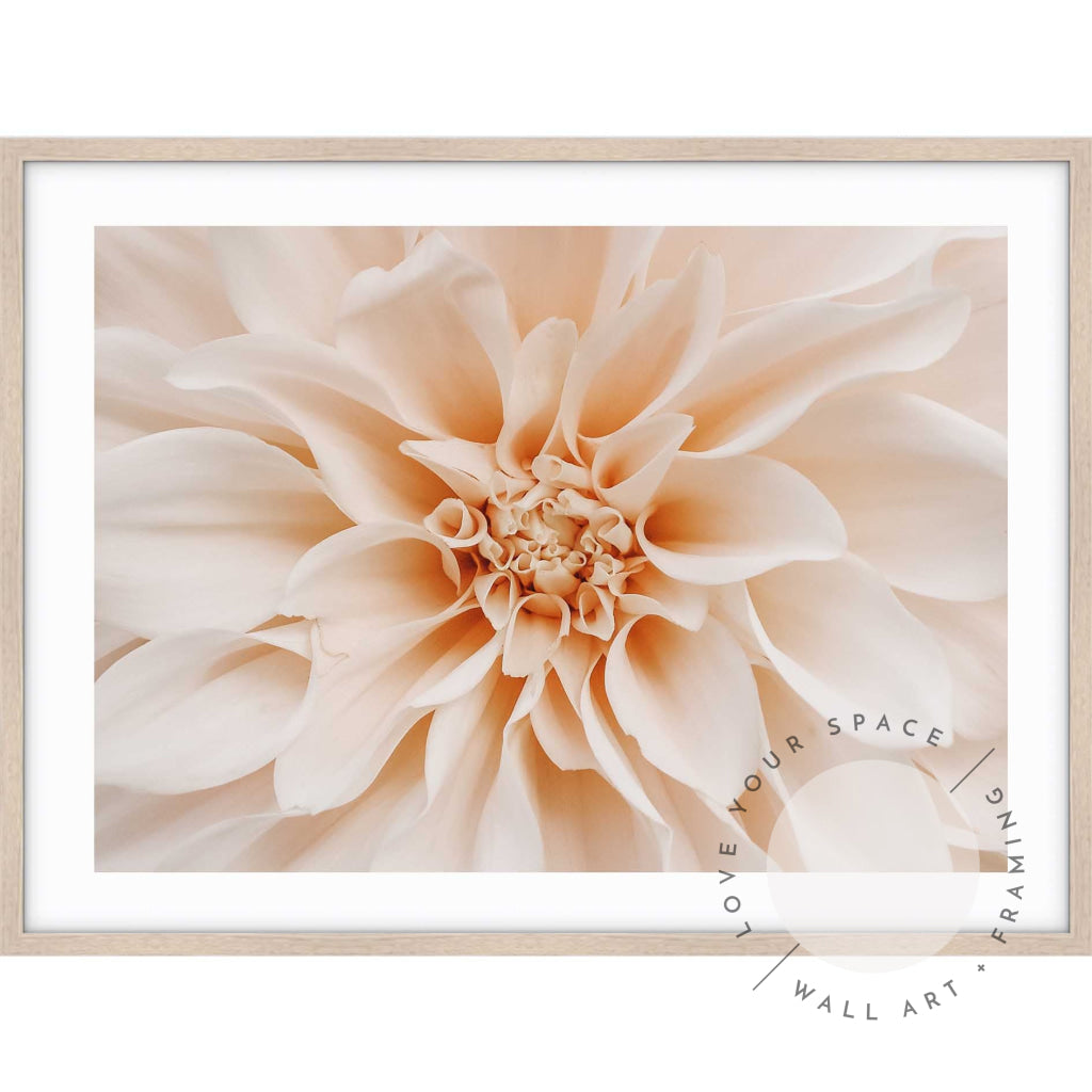 Peach Dahlia