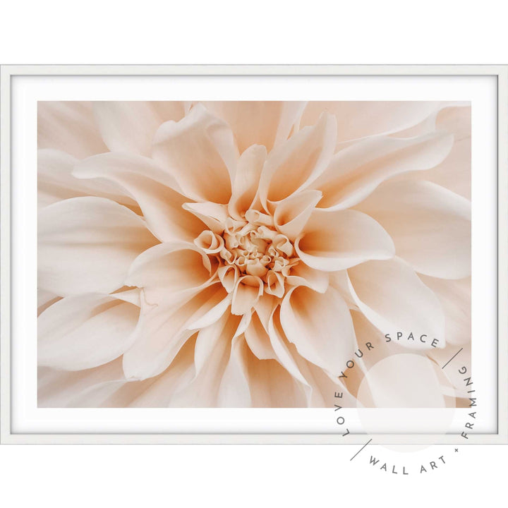 Peach Dahlia