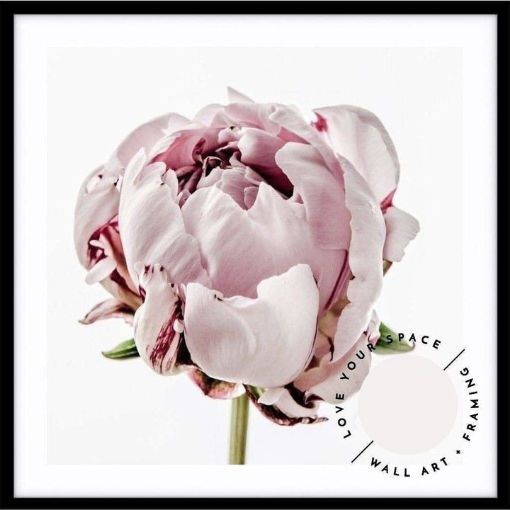 Peony I - SQUARE - Love Your Space