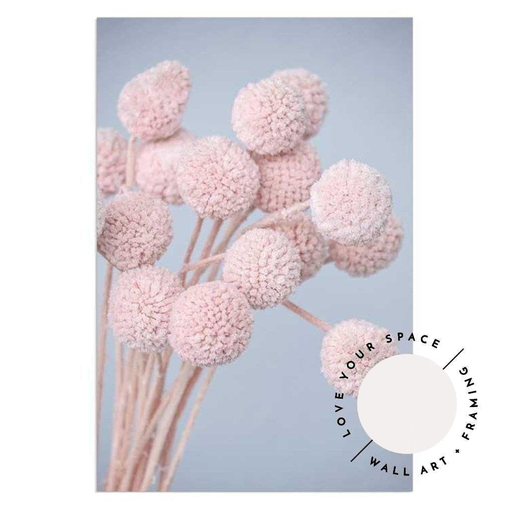 Pink Billy Buttons - Love Your Space