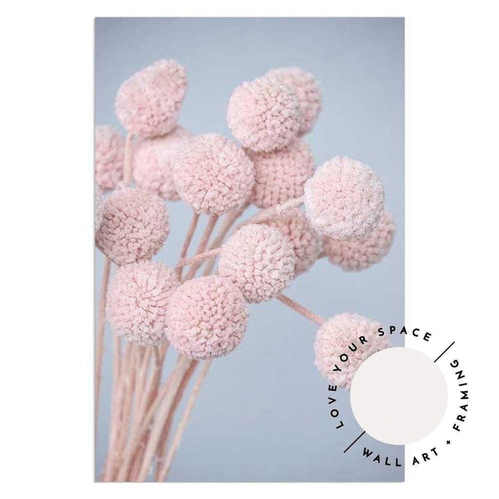 Pink Billy Buttons - Love Your Space