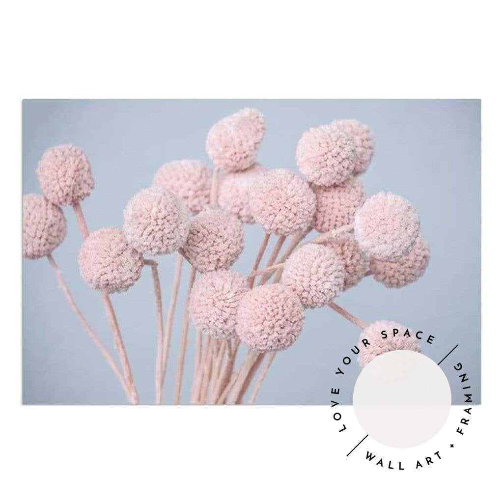 Pink Billy Buttons - LS - Love Your Space