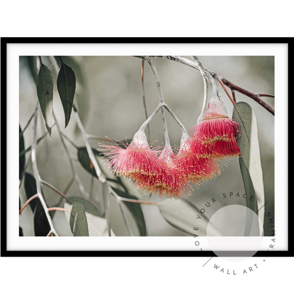 Pink Mallee Blossom