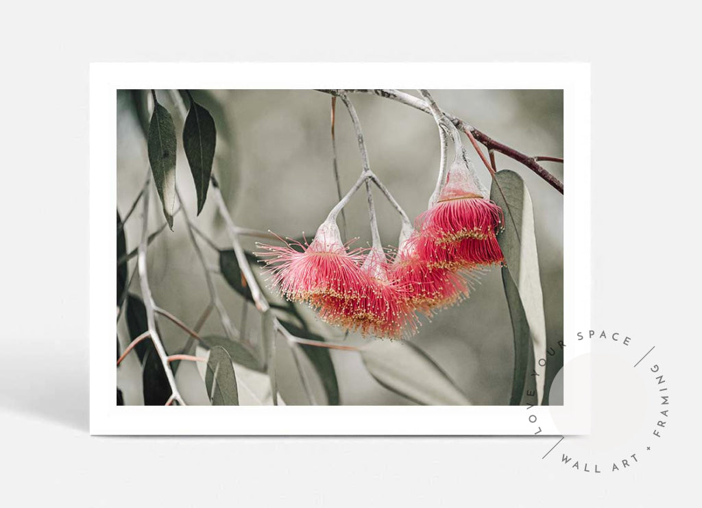 Pink Mallee Blossom