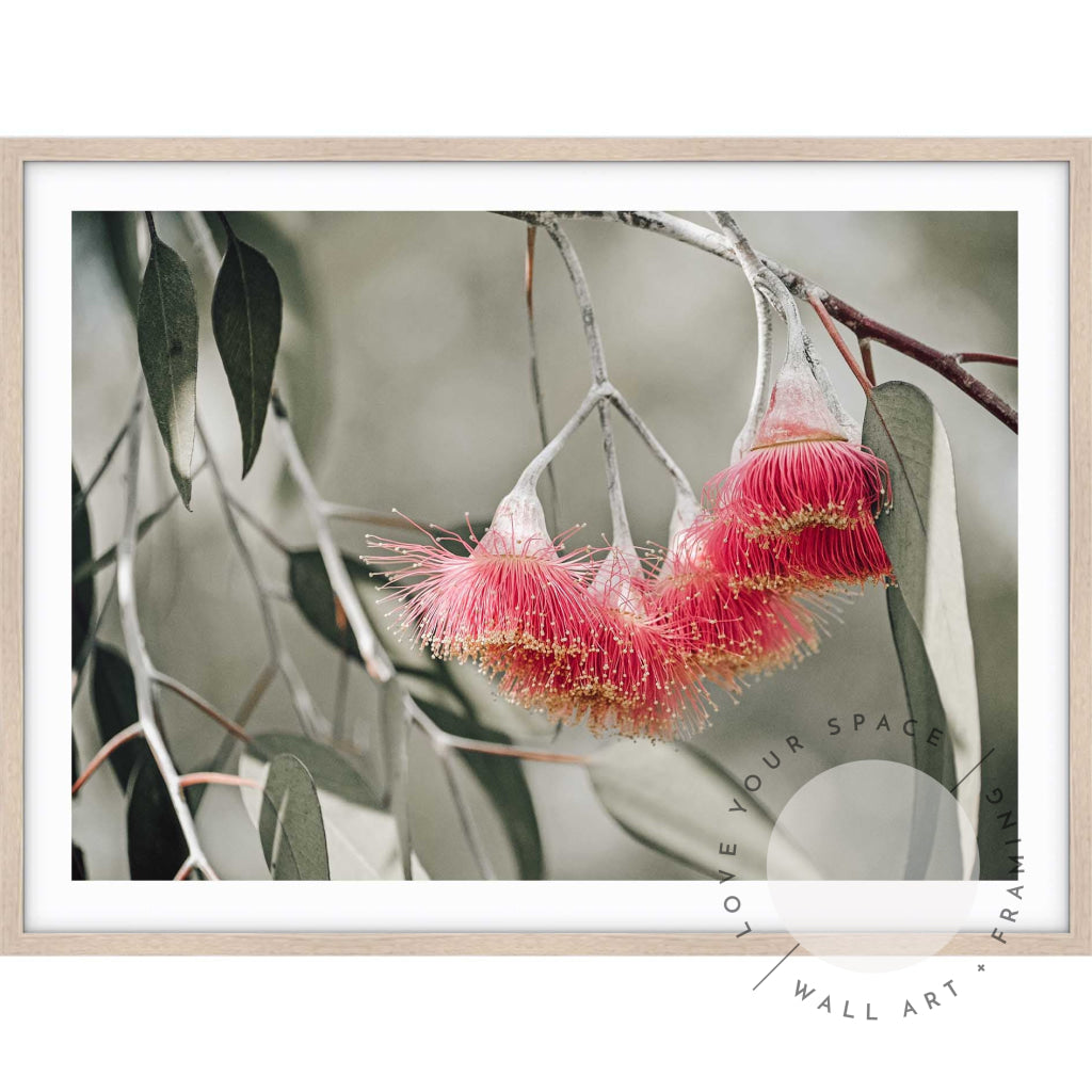 Pink Mallee Blossom