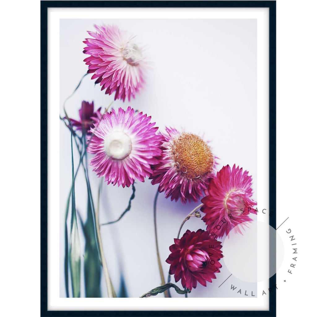 Pink Paper Daisies