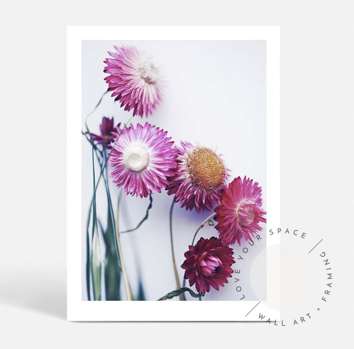 Pink Paper Daisies