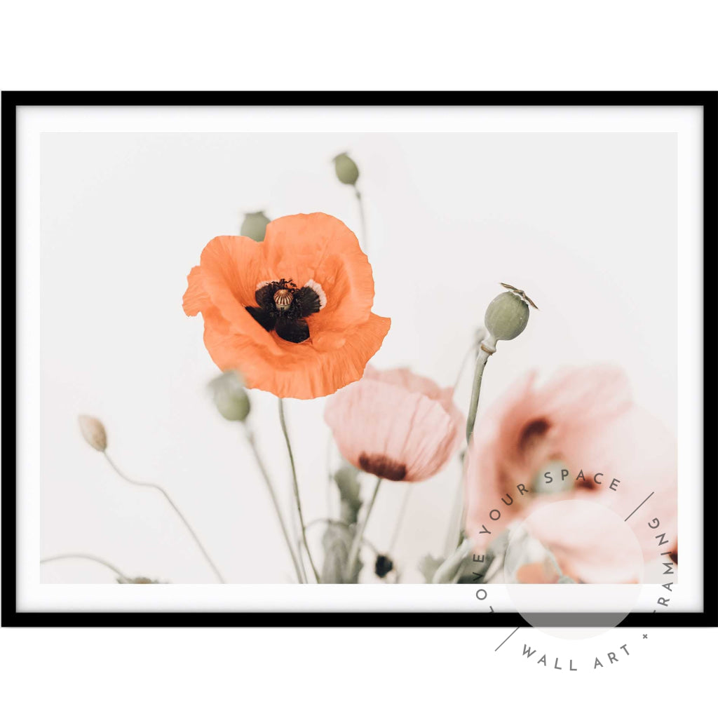 Poppy Dreams