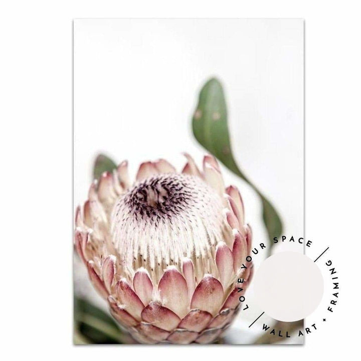 Protea II.