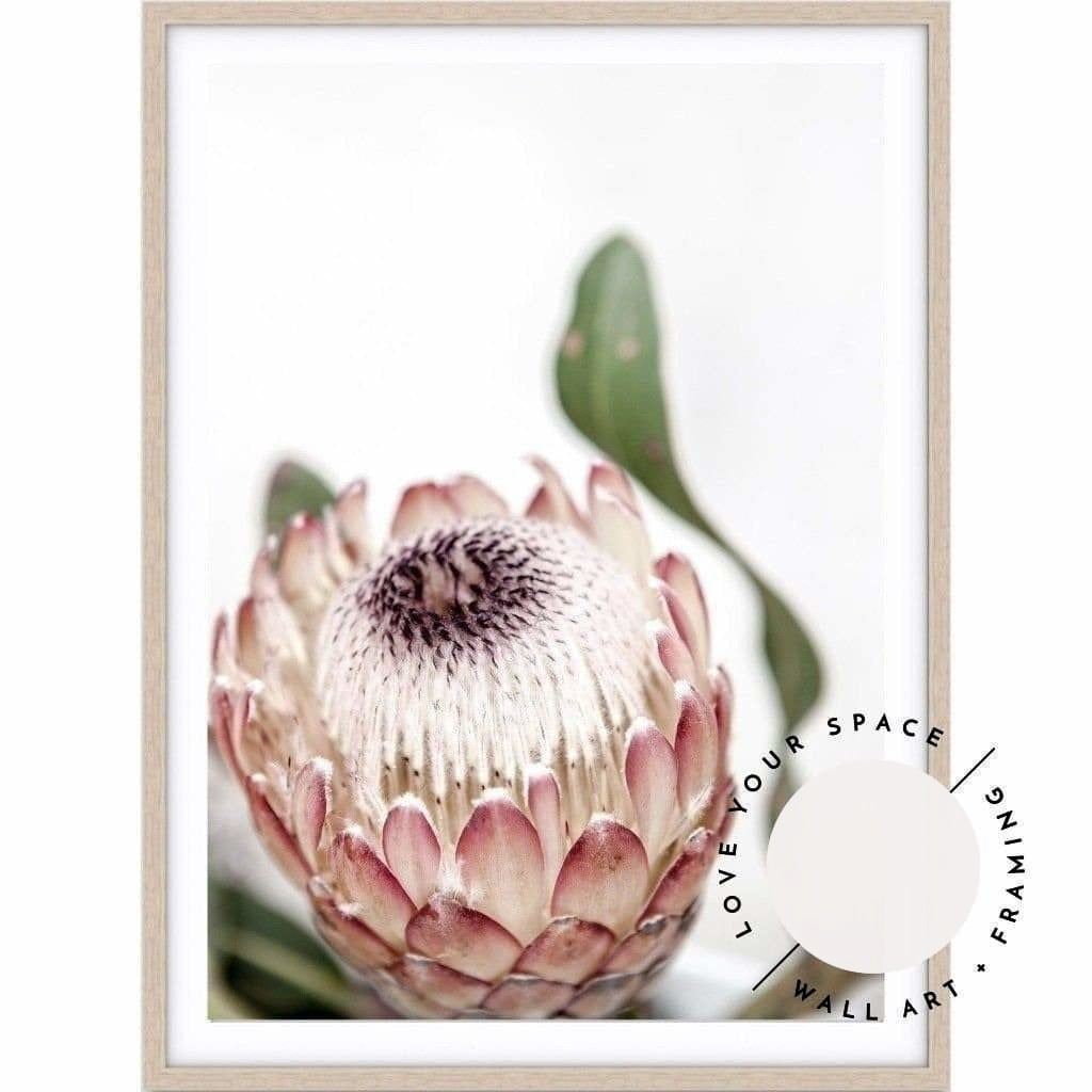 Protea II.