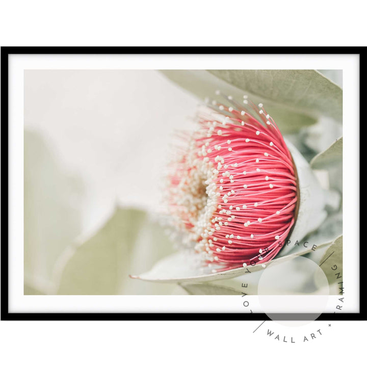 Red Eucalyptus Blossom I