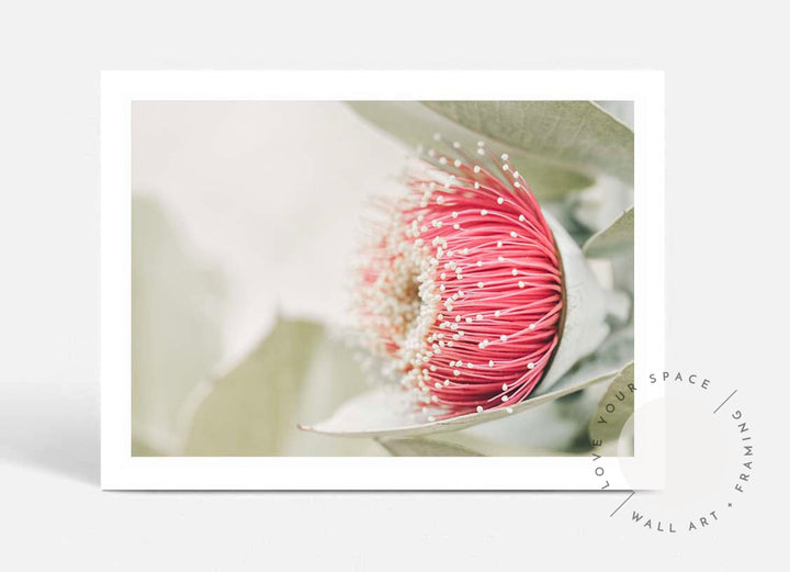 Red Eucalyptus Blossom I