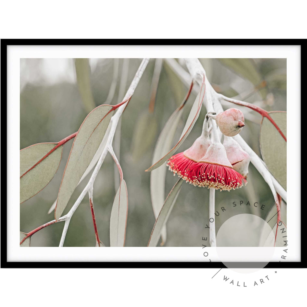 Red Eucalyptus Blossom III