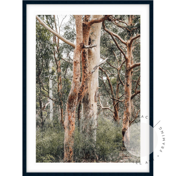 Red Gums - Port Stephens