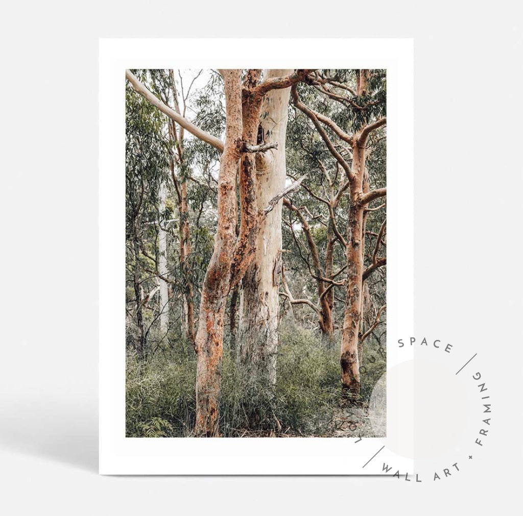 Red Gums - Port Stephens