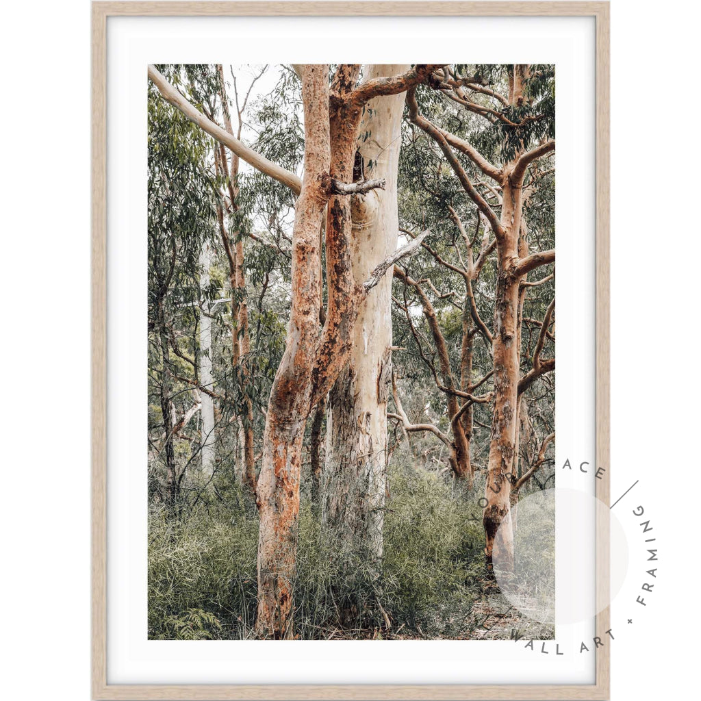 Red Gums - Port Stephens