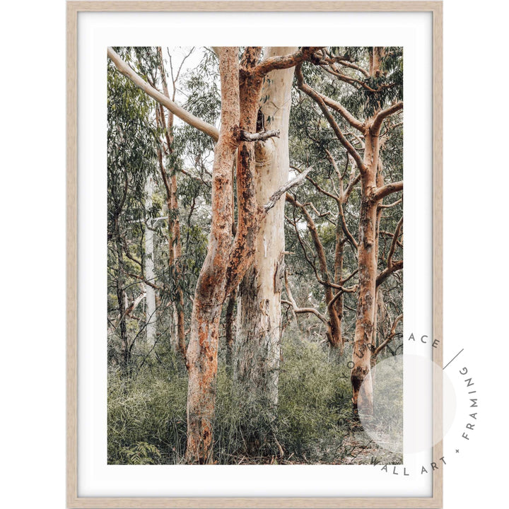 Red Gums - Port Stephens