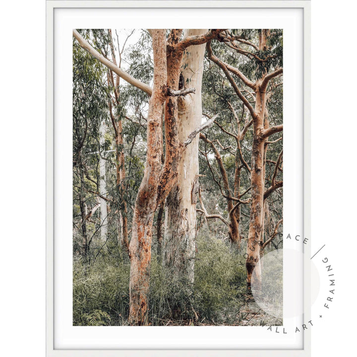 Red Gums - Port Stephens