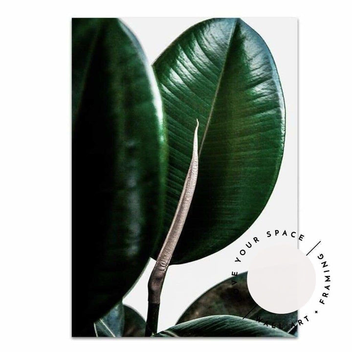 Rubber Ficus II - Love Your Space