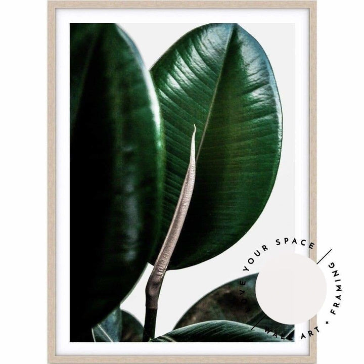 Rubber Ficus II - Love Your Space