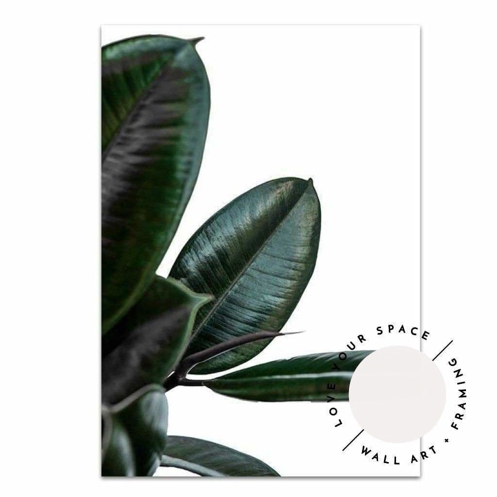 Rubber Ficus III - Love Your Space