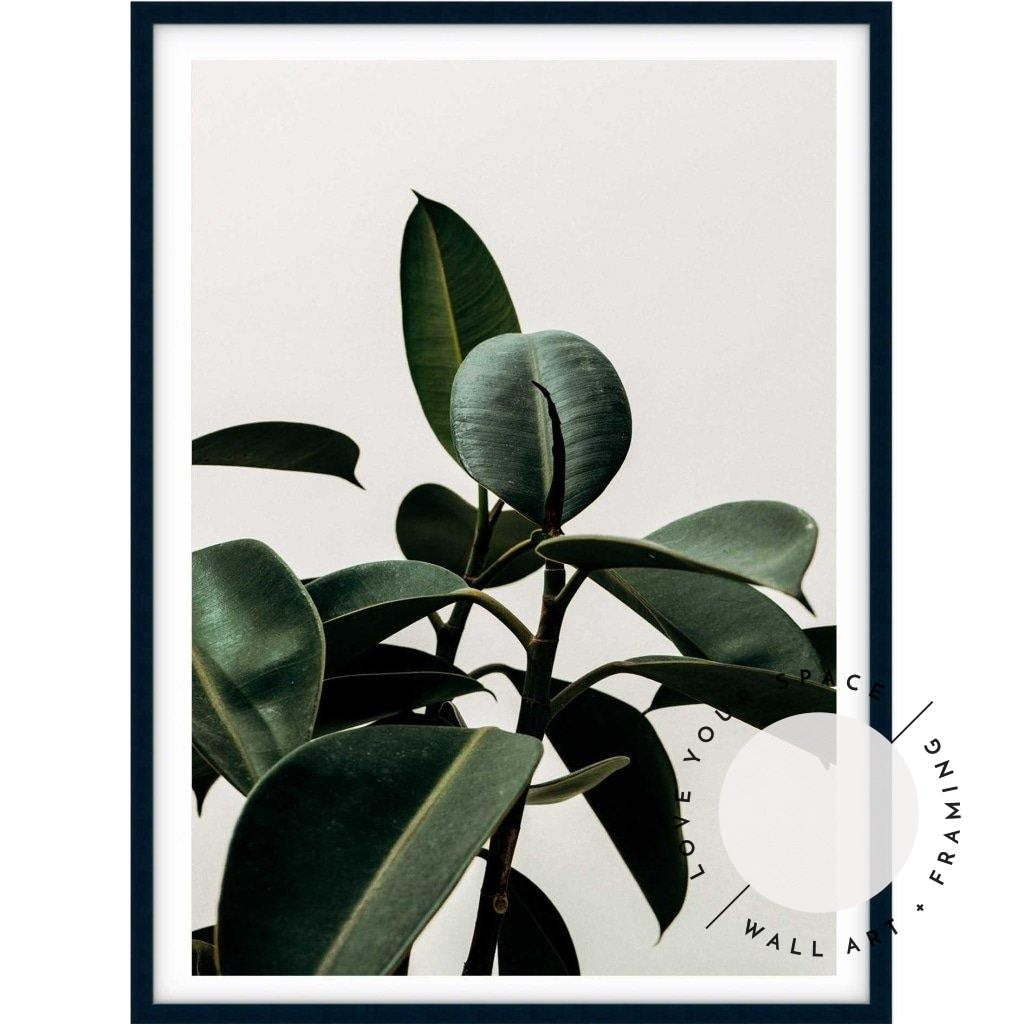 Rubber Plant - Love Your Space