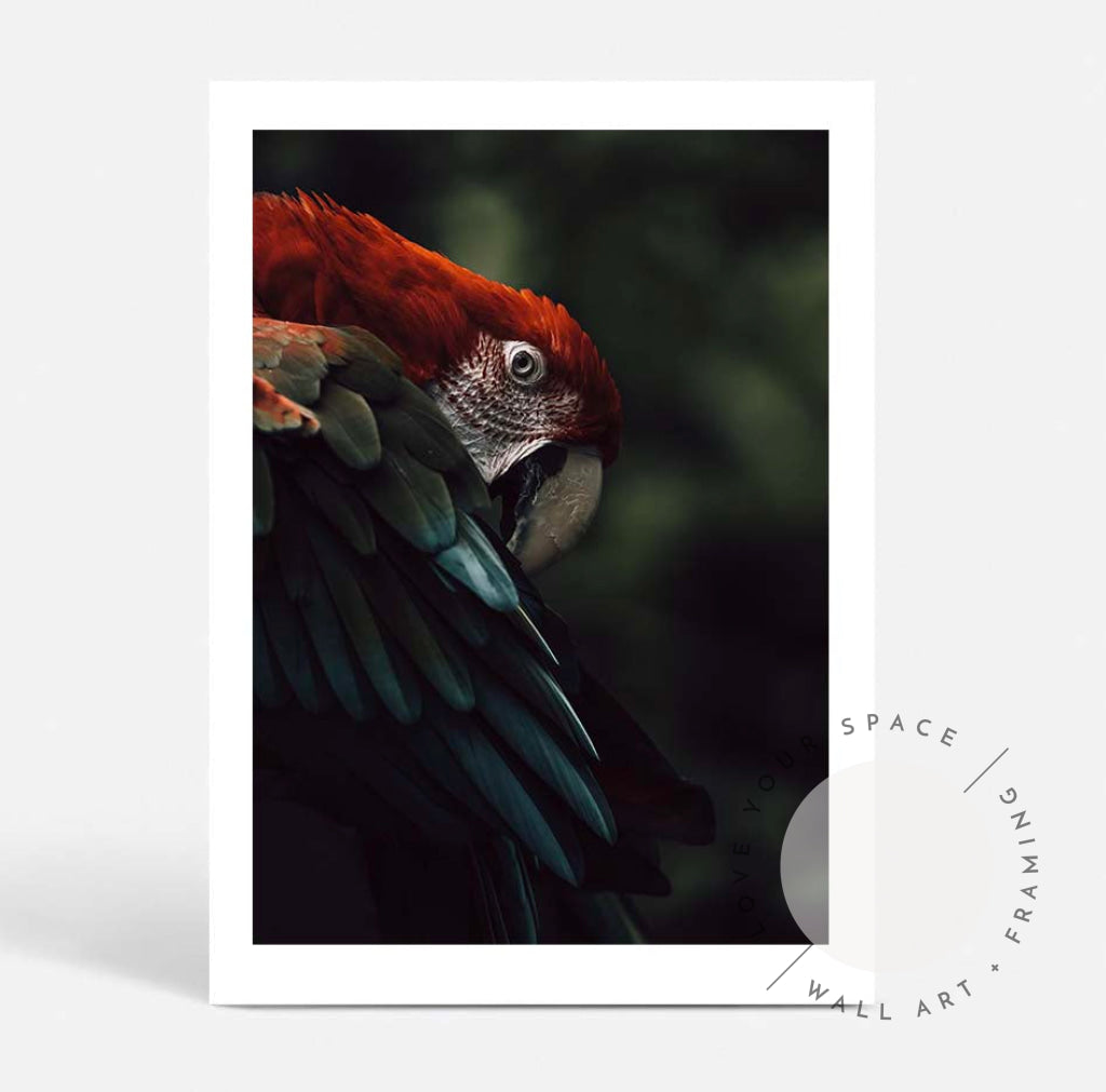 Scarlet Macaw