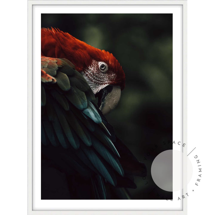 Scarlet Macaw