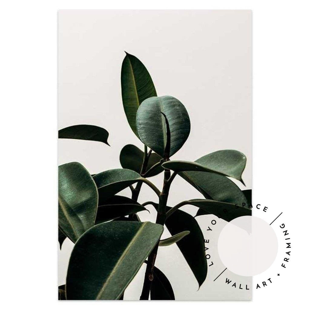 Set of 2 - Rubber Plant & Je T'aime no.2 - Love Your Space