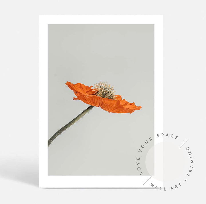 Set of 2 - Tall Poppy I & II