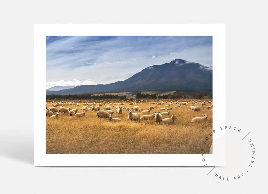 Sheep - New Zealand