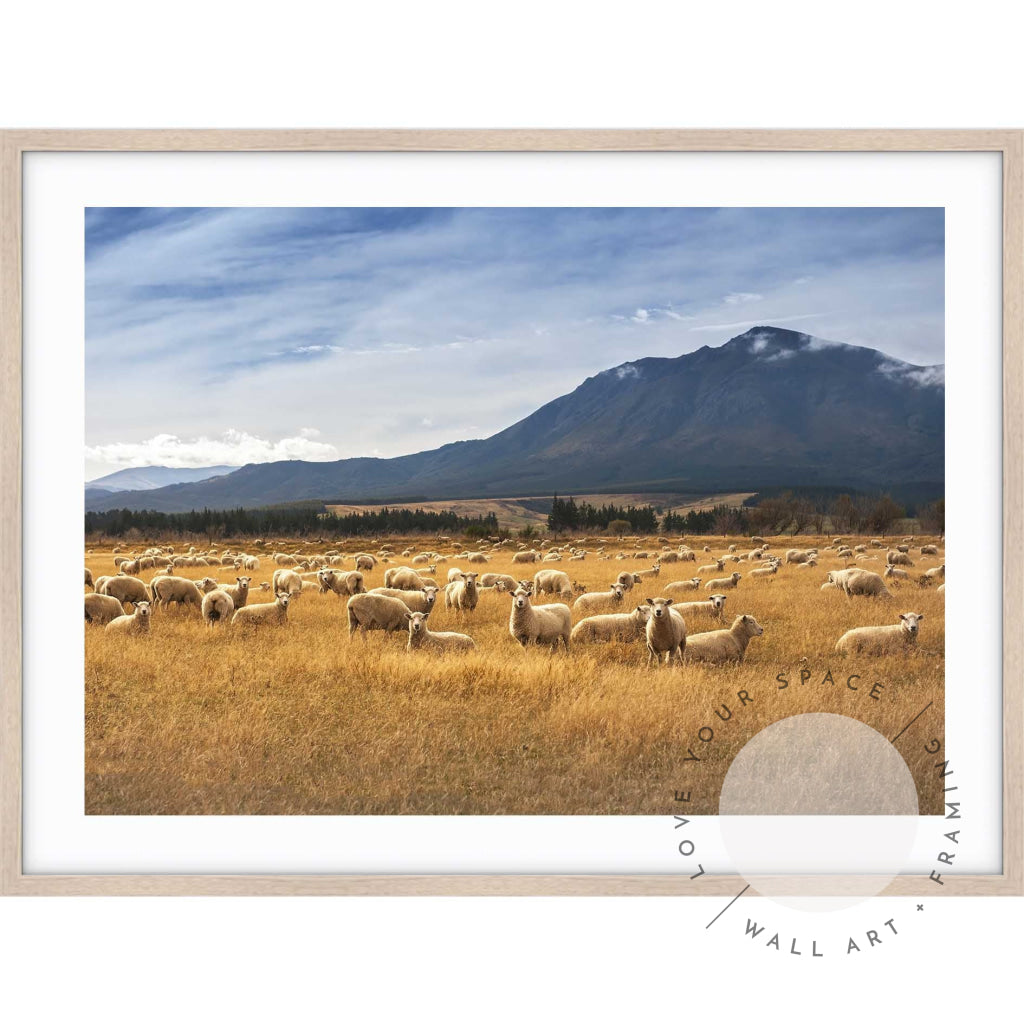 Sheep - New Zealand