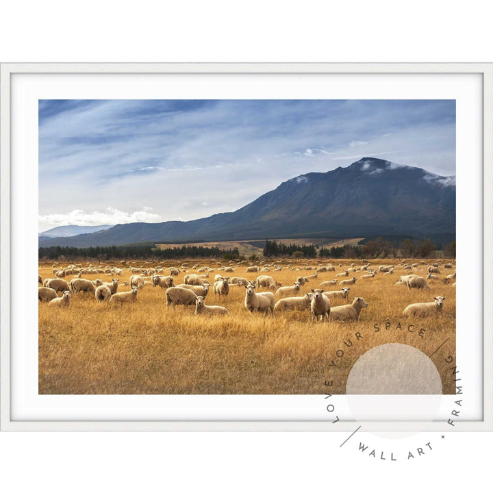 Sheep - New Zealand