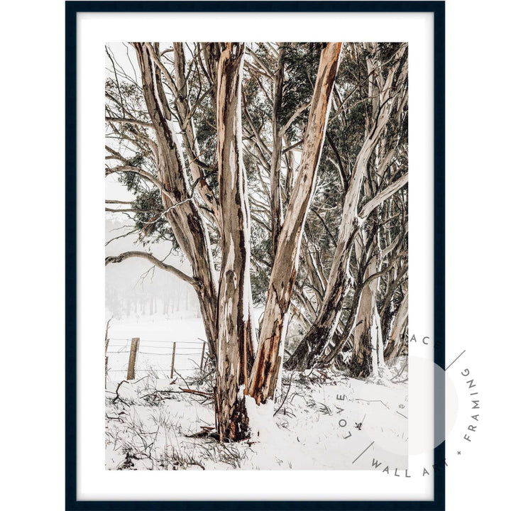 Snow Gums