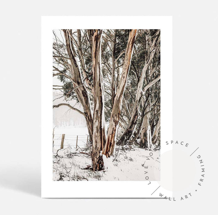 Snow Gums