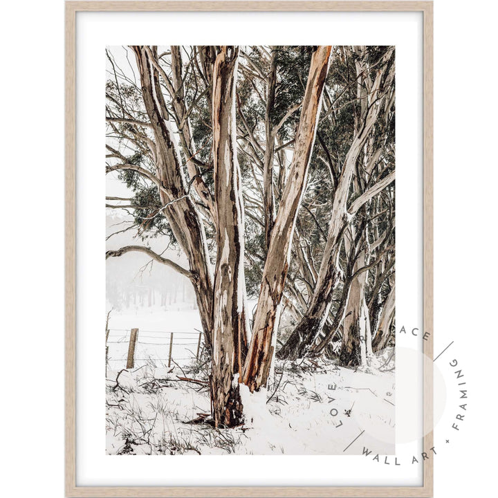 Snow Gums