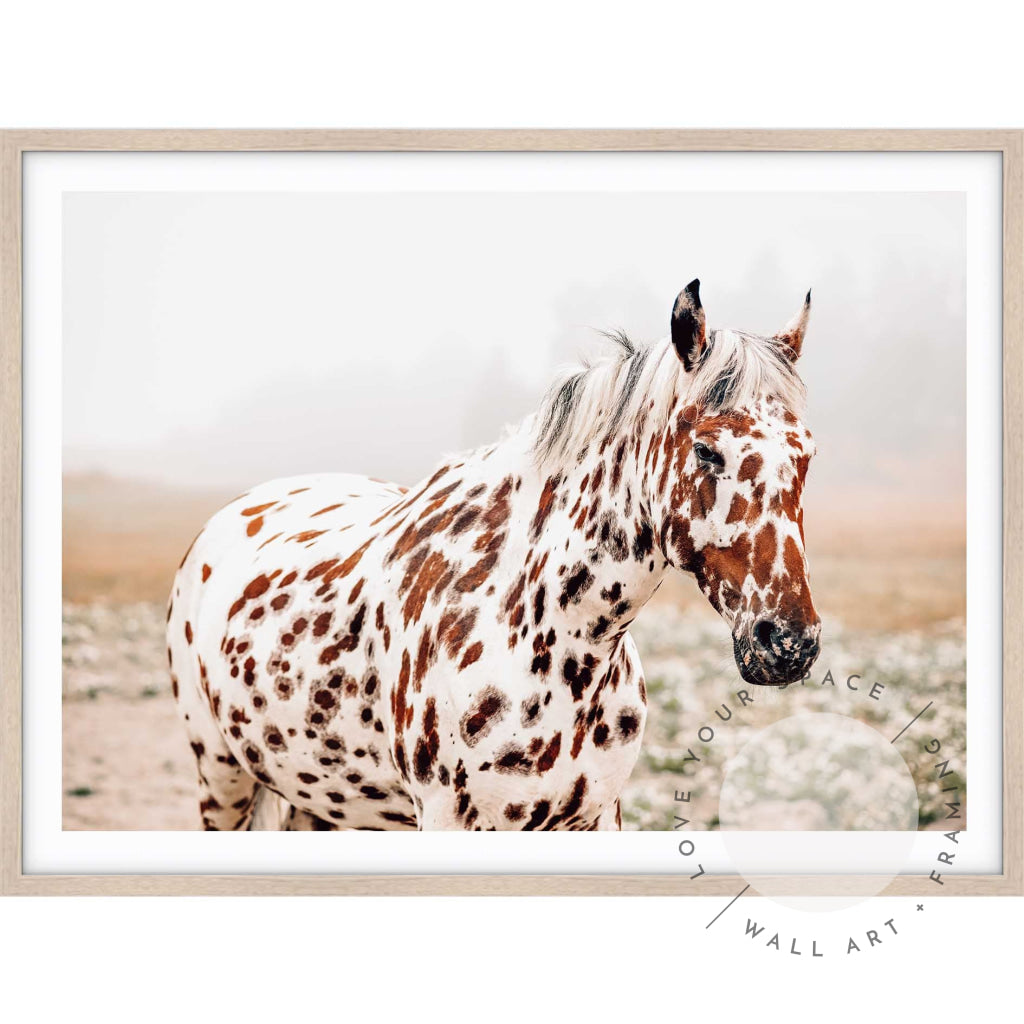 Spotty Horse